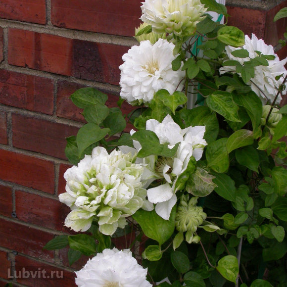 Клематис Дюшес Оф Эдинбург (Duchess of Edinburgh) купить с доставкой