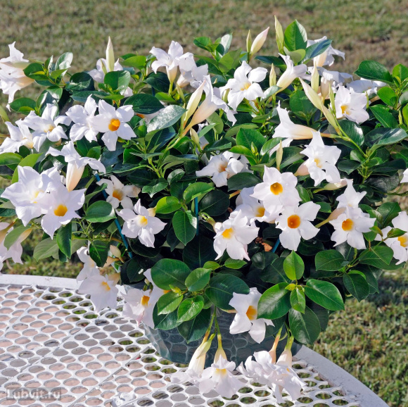 Дипладения Белая (White) купить с доставкой