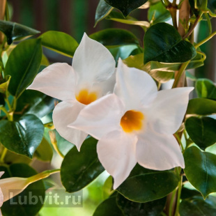 Дипладения Белая (White)