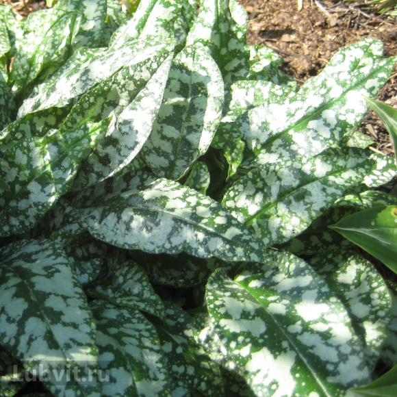 Медуница Опал (Opal) купить с доставкой Медуница Опал (Opal) купить с доставкой