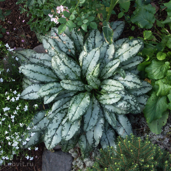 Медуница Опал (Opal) купить с доставкой Медуница Опал (Opal) купить с доставкой