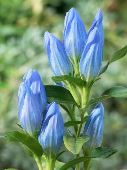 Горечавка Блю Мэджик (Blue Magic) купить с доставкой