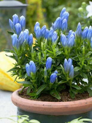Горечавка Блю Мэджик (Blue Magic)