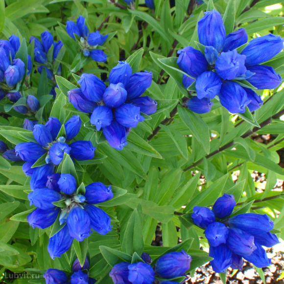 Горечавка Блю Мэджик (Blue Magic) купить с доставкой Горечавка Блю Мэджик (Blue Magic) купить с доставкой