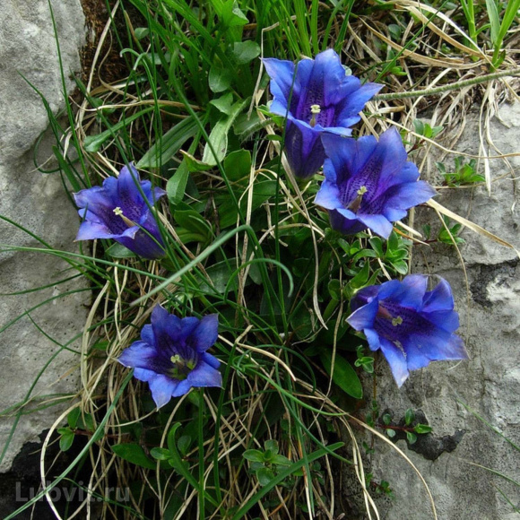 Горечавка Блю Мэджик (Blue Magic) купить с доставкой Горечавка Блю Мэджик (Blue Magic) купить с доставкой