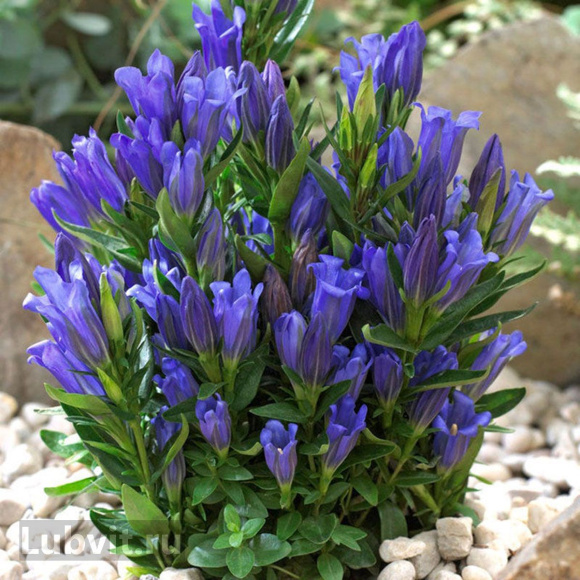 Горечавка Блю Мэджик (Blue Magic) купить с доставкой Горечавка Блю Мэджик (Blue Magic) купить с доставкой