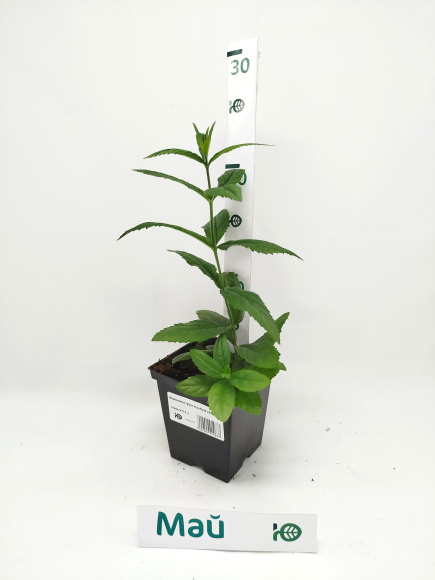 Вероникаструм Альбум (Album) купить с доставкой