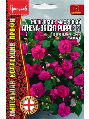 Бальзамин Уоллера Athena Bright Purple [Семена редких растений]
