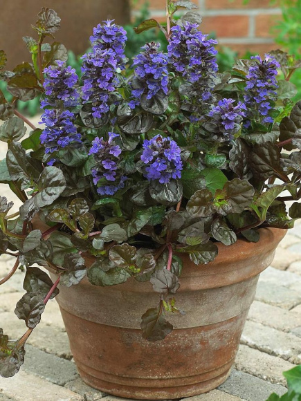 Живучка ползучая (Аюга) купить с доставкой