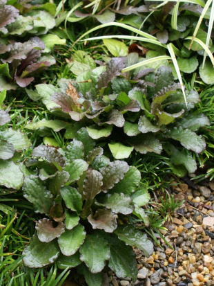 Живучка ползучая (Аюга)