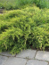 Можжевельник китайский Голд Коаст (Gold Coast) купить с доставкой