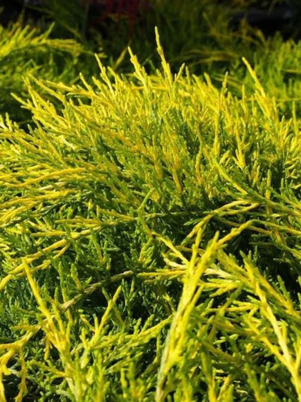 Можжевельник китайский Голд Коаст (Gold Coast) купить с доставкой