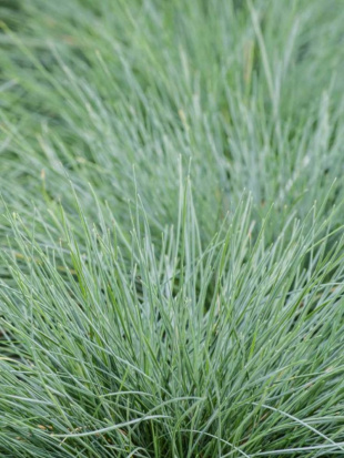 Овсяница сизая