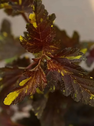 Пузыреплодник Саламандра (Salamandra)