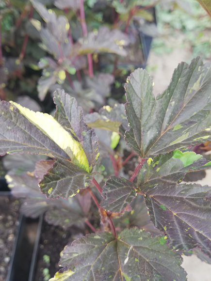 Пузыреплодник Саламандра (Salamandra) купить с доставкой