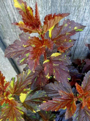 Пузыреплодник Саламандра (Salamandra)