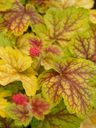 Гейхера Ренуар (Renoir)