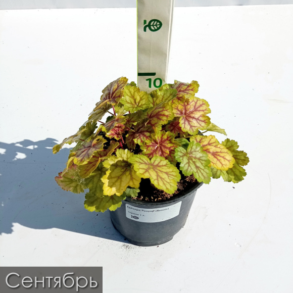 Гейхера Ренуар (Renoir) купить с доставкой Гейхера Ренуар (Renoir) купить с доставкой