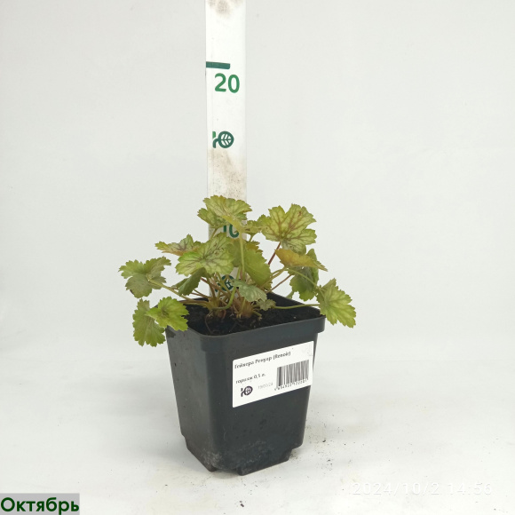 Гейхера Ренуар (Renoir) купить с доставкой Гейхера Ренуар (Renoir) купить с доставкой