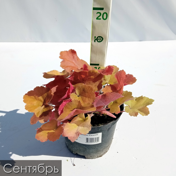 Гейхера Карамель (Caramel) купить с доставкой Гейхера Карамель (Caramel) купить с доставкой