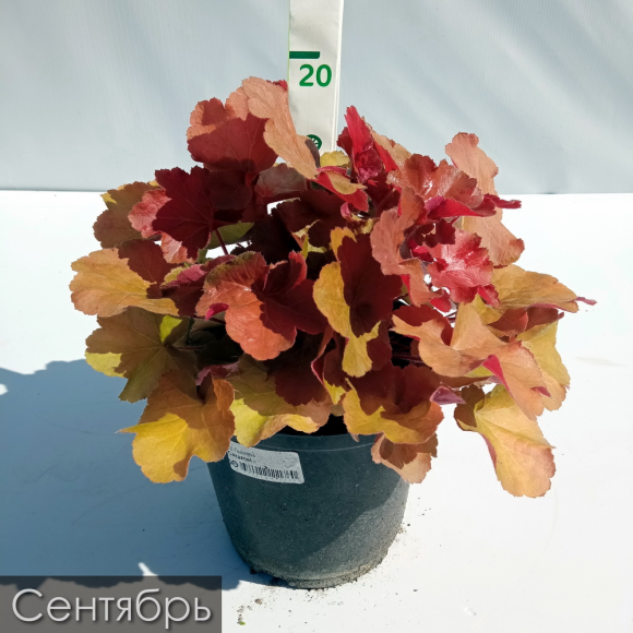 Гейхера Карамель (Caramel) купить с доставкой Гейхера Карамель (Caramel) купить с доставкой