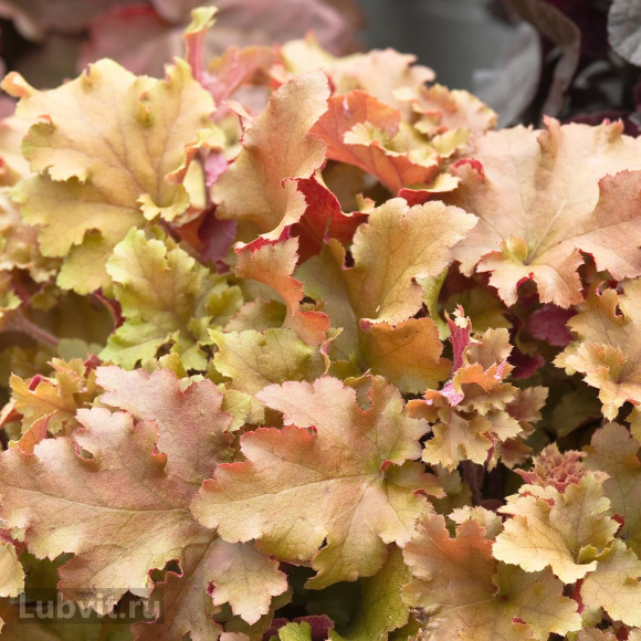 Гейхера Карамель (Caramel) купить с доставкой Гейхера Карамель (Caramel) купить с доставкой
