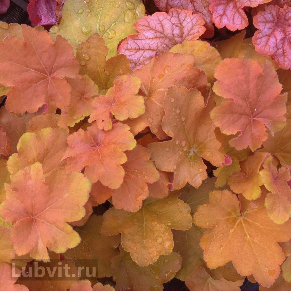 Гейхера Карамель (Caramel) купить с доставкой Гейхера Карамель (Caramel) купить с доставкой