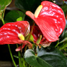 Антуриум Андрэ (Andreanum) цветок крупно
