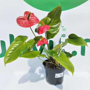 Антуриум Андрэ (Andreanum)