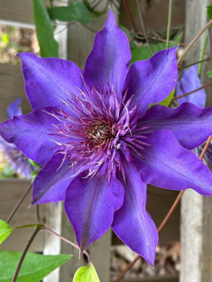 Клематис Мульти блю (Multi Blue)