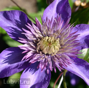 Клематис Мульти блю (Multi Blue)