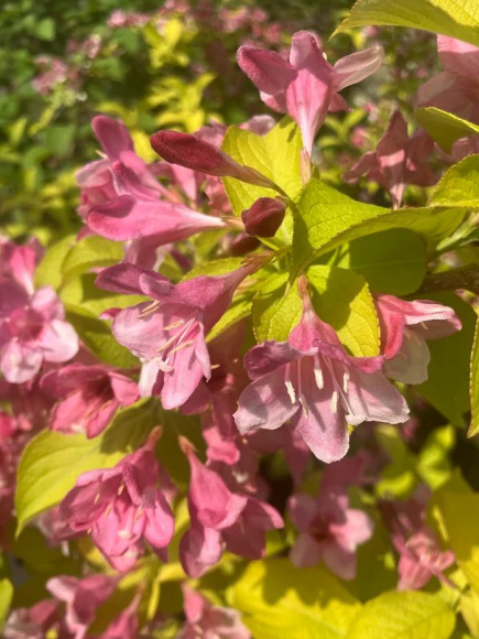 Вейгела Ауреа (Aurea) купить с доставкой Вейгела Ауреа (Aurea) купить с доставкой