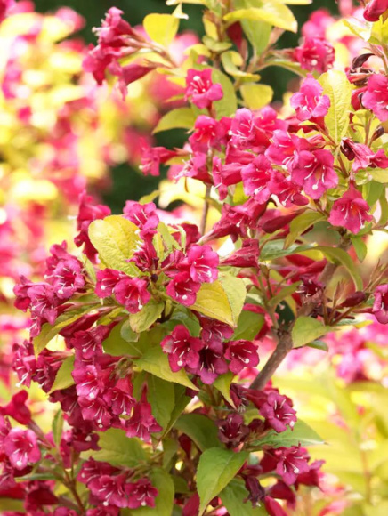 Вейгела Ауреа (Aurea) купить с доставкой Вейгела Ауреа (Aurea) купить с доставкой