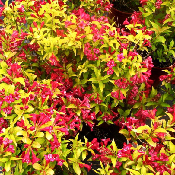 Вейгела Ауреа (Aurea) купить с доставкой Вейгела Ауреа (Aurea) купить с доставкой