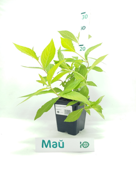 Вейгела Ауреа (Aurea) купить с доставкой Вейгела Ауреа (Aurea) купить с доставкой