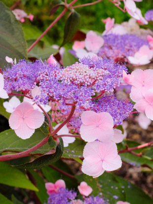 Гортензия Хот Чоколейт (Hot Chocolate) шершавая
