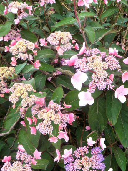 Гортензия Хот Чоколейт (Hot Chocolate) шершавая купить с доставкой