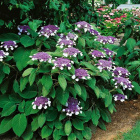 Гортензия Хот Чоколейт (Hot Chocolate) шершавая