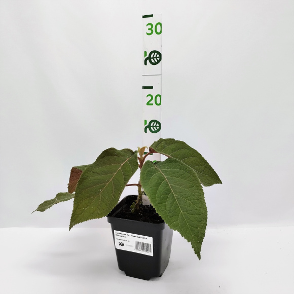 Гортензия Хот Чоколейт (Hot Chocolate) шершавая купить с доставкой