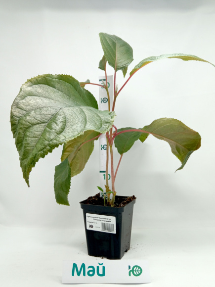 Гортензия Хот Чоколейт (Hot Chocolate) шершавая купить с доставкой