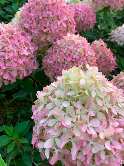 Гортензия Пиксио (Pixio) метельчатая купить с доставкой