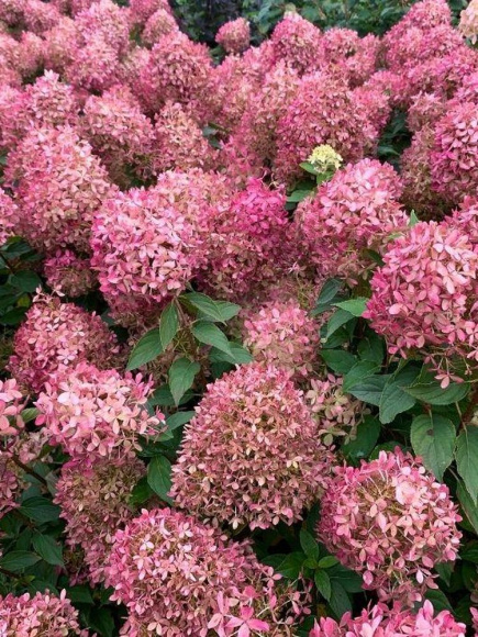 Гортензия Пиксио (Pixio) метельчатая купить с доставкой