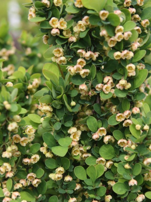 Барбарис Эректа (Erecta)