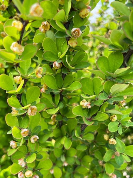 Барбарис Эректа (Erecta) купить с доставкой