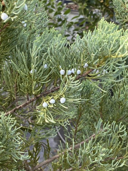 Можжевельник виргинский Грей Оул (Grey Owl) купить с доставкой Можжевельник виргинский Грей Оул (Grey Owl) купить с доставкой