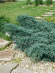 Можжевельник виргинский Грей Оул (Grey Owl) купить с доставкой