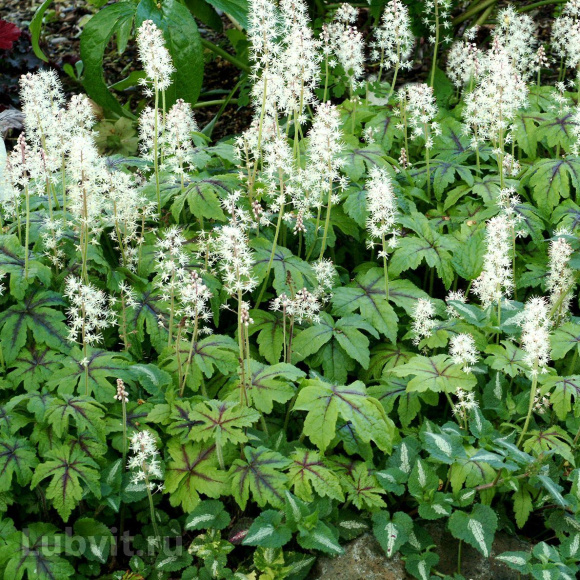 Тиарелла Джиперс Криперс (Jeepers Creepers) купить с доставкой