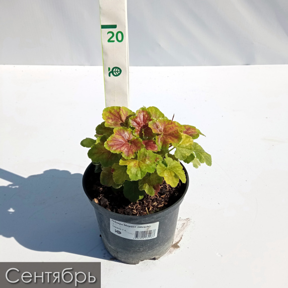 Гейхера Миракл (Miracle) купить с доставкой Гейхера Миракл (Miracle) купить с доставкой