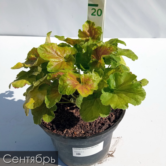 Гейхера Миракл (Miracle) купить с доставкой Гейхера Миракл (Miracle) купить с доставкой