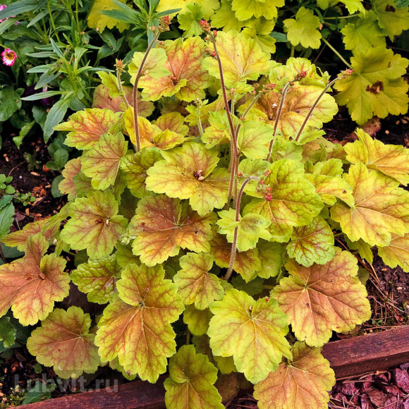 Гейхера Миракл (Miracle) купить с доставкой Гейхера Миракл (Miracle) купить с доставкой